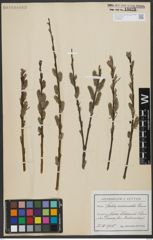 Foto von Salix viminalis L.